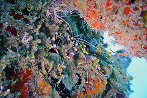 Banded 0450web