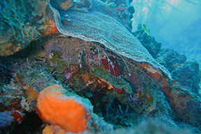 Banded Shrimp 0092web