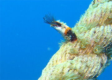 Barnacle rope 9081web