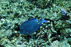 Blue Tang1785web