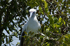 Booby9756web