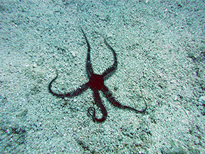 Brittle Star
