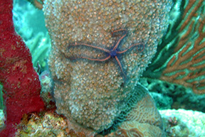 Brittlestar1687web