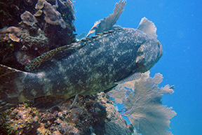 Caribe Grouper