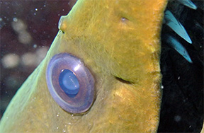 Caribe Moray6