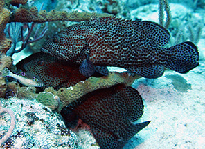 Cedral grouper 2772 web