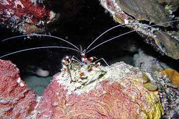 Coral Shrimp1939web