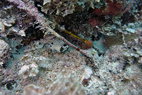 Cozumel 0546
