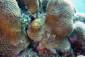 Cozumel 0550