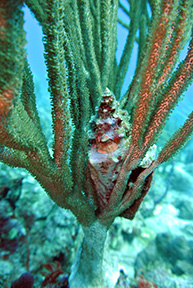 Cozumel 2567