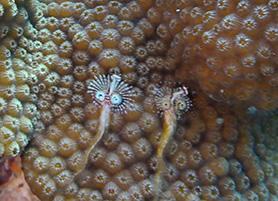 Cozumel tubes