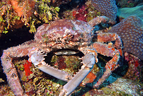 Crab1920web