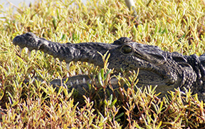 Croc9648web