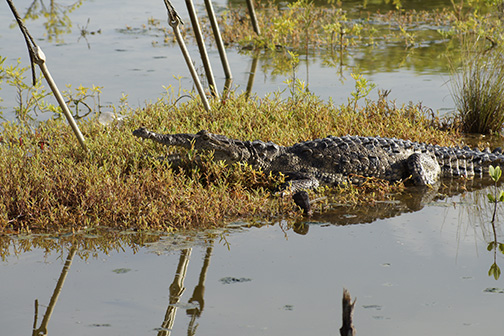 Croc9654.web