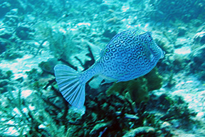 Cshallows2572