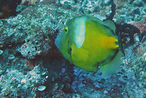 Cshallows2577