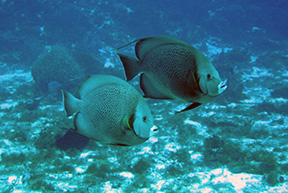 Cshallows2577bjpg