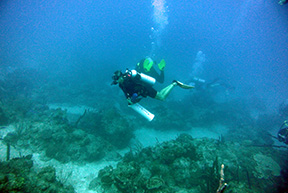 Eagle Ray 0519