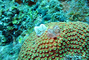Eagle Ray 2170