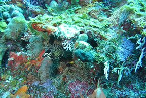 Eagle Ray 2180