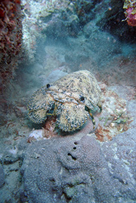 Eagle Ray  0531