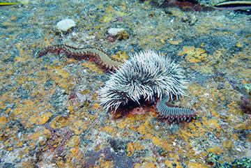 Fireworm 5178web