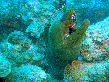 Green Moray9132web