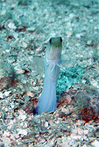 Jawfish3web