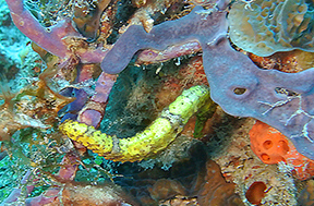 Ladrilla 3247