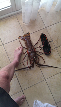 Lobster
