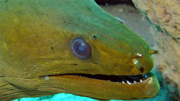 Moray3web