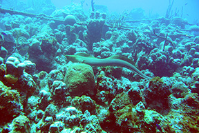 Moray 2037web