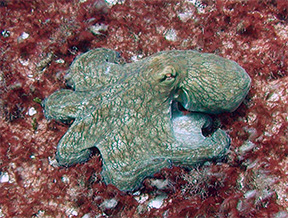 Octo4