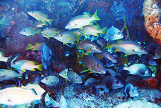 Palancar Caves 2743 web