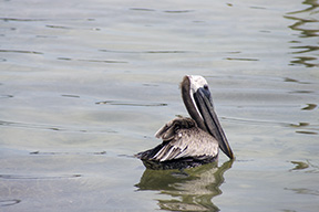 Pelican9880web