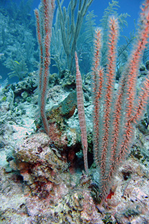 Pipefishweb