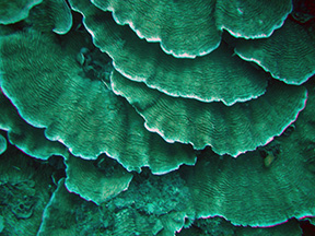 Plate coral