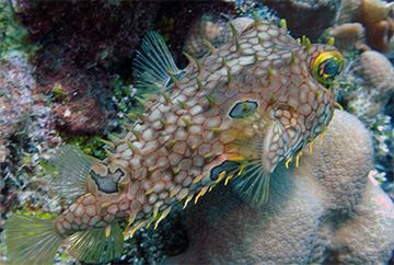 Puffer3648web