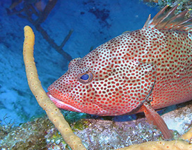 Red Hind Palancar Caves 2220 web