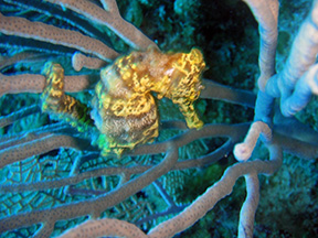 Roatan2716Carib