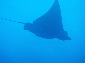 Roatan2925