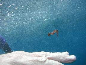 Seahorse