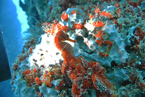 Seahorse 0435web