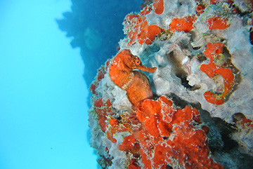 Seahorse 0438web
