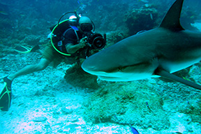 Shark1836web