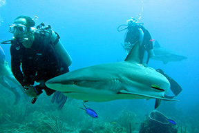 Shark1863web
