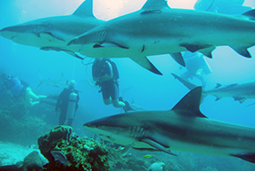 Shark1874web