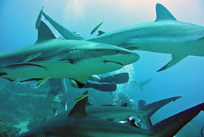 Shark1877web