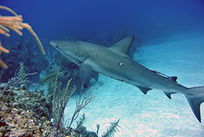 Sharkbiteweb