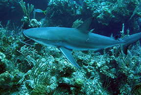 Sharkweb